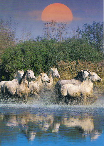 LA CAMARGUE